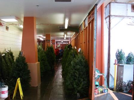 Xmas trees in shipping containers
